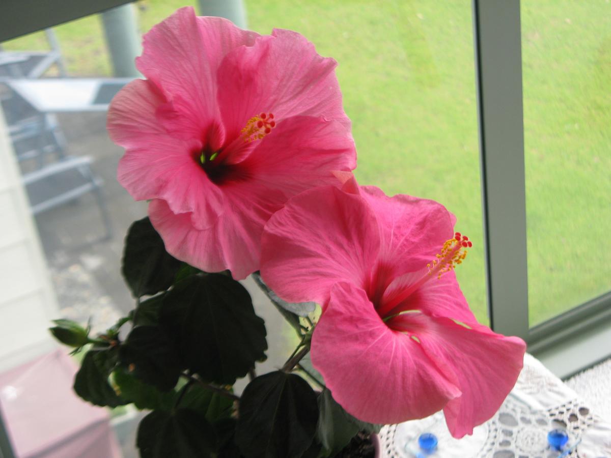 Hibiscus Bed & Breakfast Уэйай Экстерьер фото