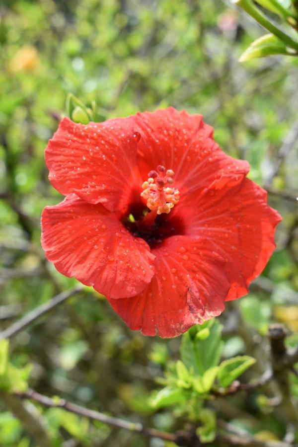 Hibiscus Bed & Breakfast Уэйай Экстерьер фото